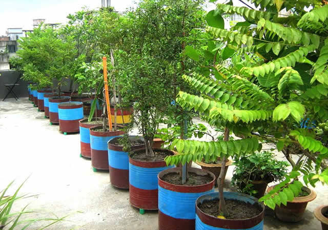 ছাদে উপযোগী গাছের বৈশিষ্ট্য