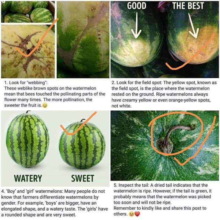 মিস্টি তরমুজ চেনার উপায়