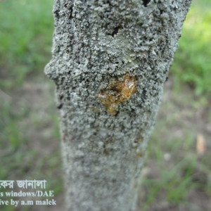 মালটার আঠা ঝড়া রোগ