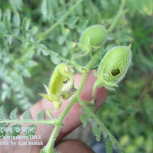 ছোলার ফলছিদ্রকারী পোকা