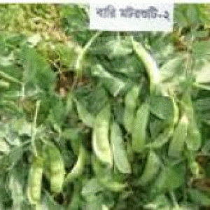 বারি মটরশুটি ২