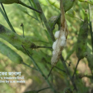 সরিষার হোয়াইট মোল্ড রোগ
