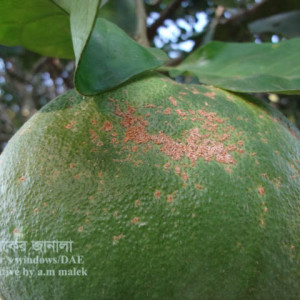 বাতাবি লেবুর ক্যাংকার রোগ