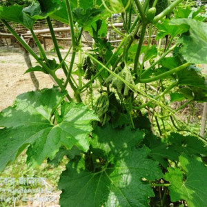 চালকুমড়ার গামি স্টেম ব্লাইট রোগ