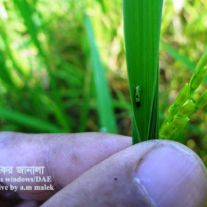 ধানের সবুজ পাতা ফড়িং