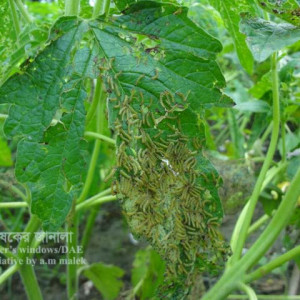 তিলের বিছা পোকা