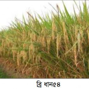 ব্রি ধান৫৪